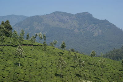 Scenic view of trees on field with mountain in background