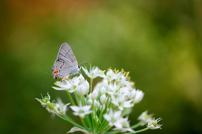 Close-up of butterfly pollinating on flower