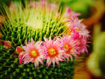 Close-up of pink flowers blooming outdoors