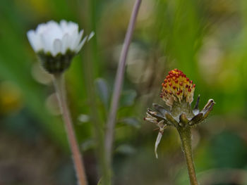 Close-up of flowering plant