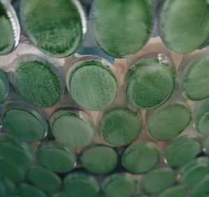 Full frame shot of green leaves