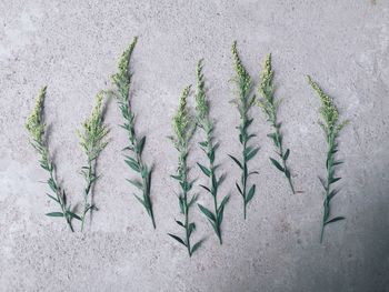 High angle view of leaves on surface