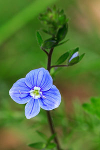 Close-up of purple flowering plant