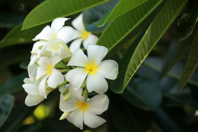 Close-up of white flowering plant