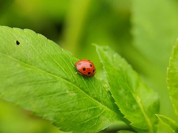 Close-up of ladybug on leaf