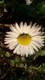 Close-up of white flower