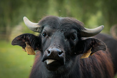 Close-up portrait of a funny buffalo
