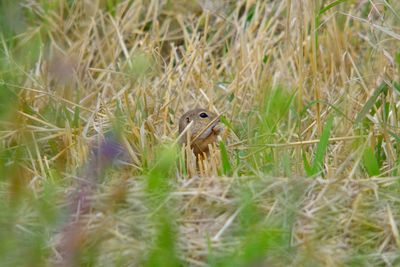 Close-up of a duck on field