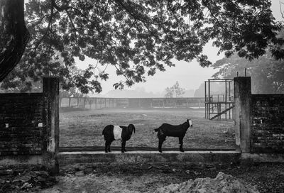 Horses standing in ranch