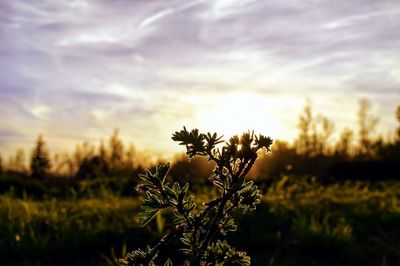 Close-up of flowering plants on field against sky during sunset