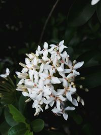 Close-up of white flowering plant