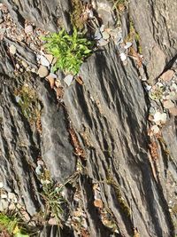 High angle view of tree trunk