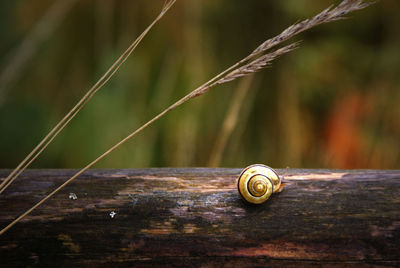 Close-up of snail on wood