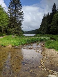 Stream flowing in forest against sky
