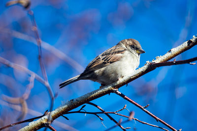 Low angle view of bird perching on branch