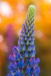 Lupine flower in evening sunset light. beautiful colours