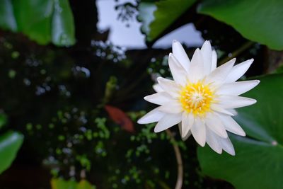 Close-up of white flowering plant