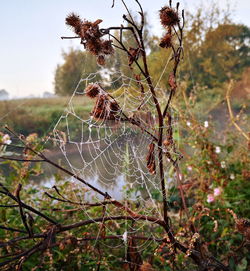 Close-up of spider web on plant