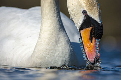 Close-up of duck swimming in lake