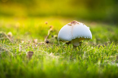 Close-up of mushroom growing on field