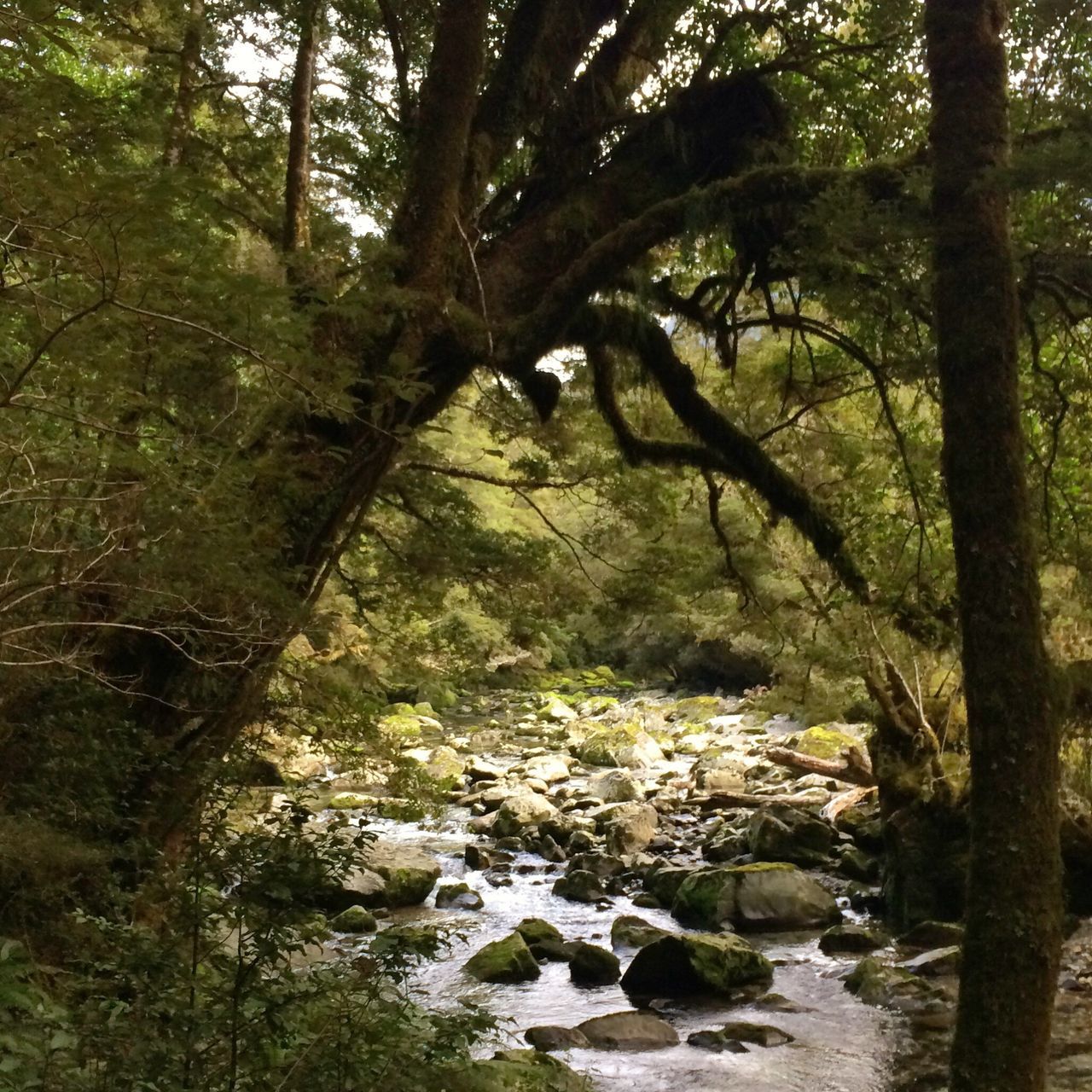 tree, forest, water, tranquility, stream, tranquil scene, nature, scenics, beauty in nature, rock - object, river, growth, branch, tree trunk, non-urban scene, non urban scene, day, flowing, flowing water, outdoors