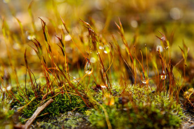 Close-up of plant growing on field