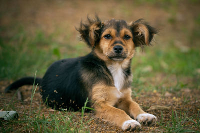 Close-up portrait of puppy relaxing on field