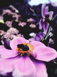 Close-up of bee on pink flower