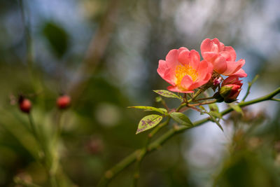 Close-up of flowers growing on tree