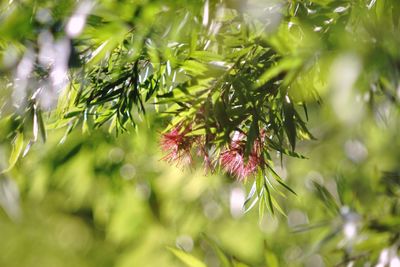 Close-up of red flower tree