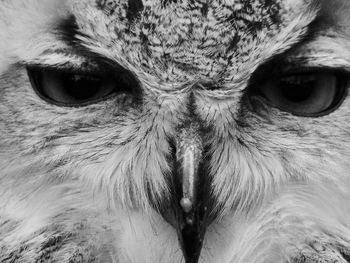 Full frame shot of owl face