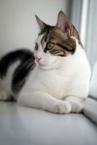 Close-up portrait of a cat