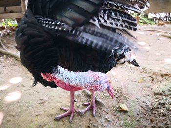 High angle view of rooster on field in city