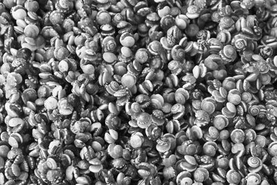 Full frame shot of blueberries