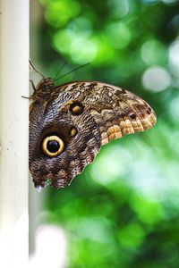 Close-up of butterfly