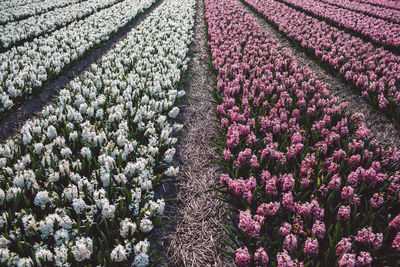 Purple flowering plants on field