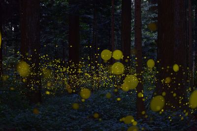 Defocused illuminated yellow lights in forest at night