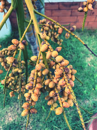 Close-up of berries growing on tree