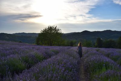 Purple flowering plants on field against sky