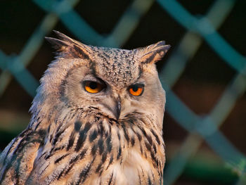 Close-up portrait of owl