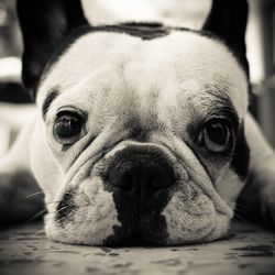 Close-up portrait of a dog