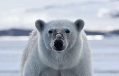 Close-up portrait of polar bear against sky