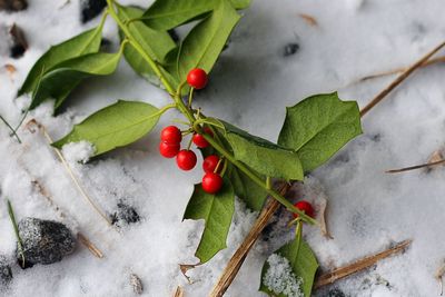 Close-up of red berries on plant during winter
