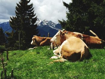 Cows relaxing on field during sunny day