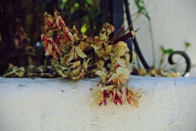 Close-up of plant