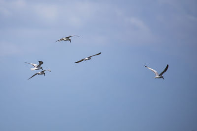 Low angle view of seagulls flying in sky