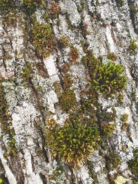 Close-up of lichen growing on tree trunk
