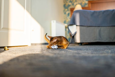 Cute abyssinian cat playing with a toy in a hotel room.