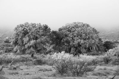 Trees on field against sky