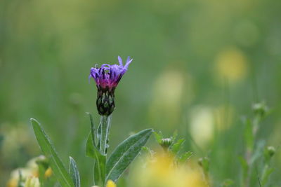 Close-up of insect on purple flower